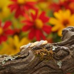 Diamantring i 14kt gult gull med 0,01 ct W-Si - 57575