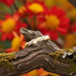 Diamantring i 14kt gult gull med 0,01 ct W-Si - 57575